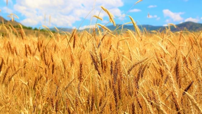 Yüzyıllar Öncesinden Gelen Gelenek: Buğday